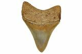 Serrated, Fossil Megalodon Tooth From Morocco - Rare Location #353022-1